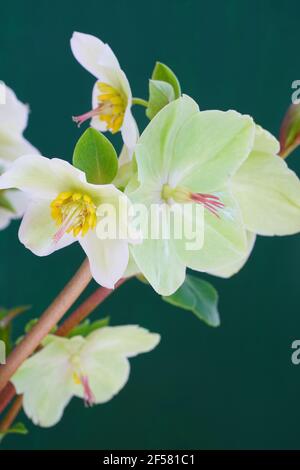 Fiori bianchi e rosa di ellebore (helleborus hybridus), conosciuti anche come Natale o rosa di Lenten Foto Stock