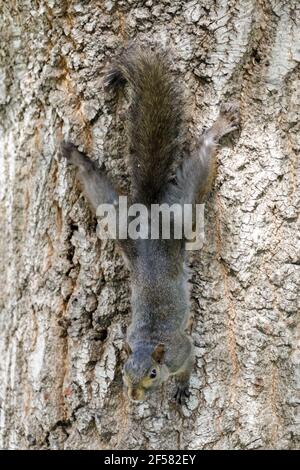 Colore morphed Eastern Grey Squirrel impigliare su albero Foto Stock