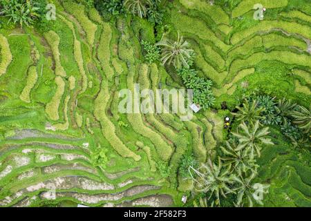 Vista dall'alto delle famose terrazze di riso Tegallalang vicino a Ubud a Bali, Indonesia. Foto Stock