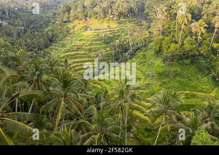 Le famose terrazze di riso Tegallalang vicino a Ubud a Bali, Indonesia. Foto Stock