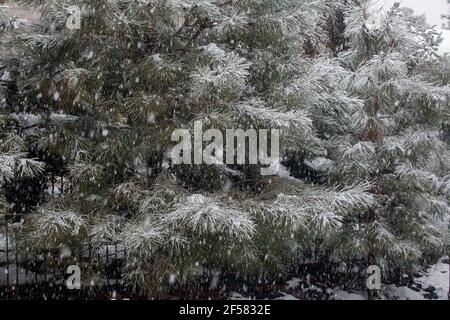 La neve si fa vacillare sui pini Pondersa in un giorno d'inverno Prescott Arizona Foto Stock