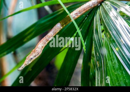 Il serpente dal naso a foglia del Madagascar (Langaha madagascariensis) è una specie arborea di medie dimensioni altamente criptica. È endemica del Madagascar. Foto Stock