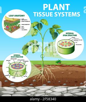 Diagramma che mostra l'illustrazione dei sistemi di tessuti vegetali Illustrazione Vettoriale