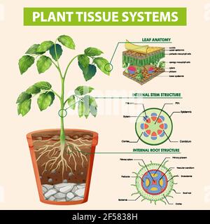 Diagramma che mostra l'illustrazione dei sistemi di tessuti vegetali Illustrazione Vettoriale