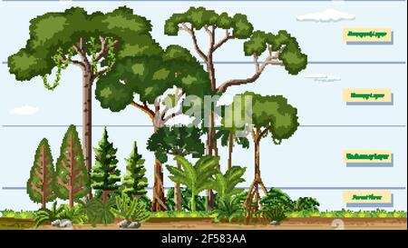 Strati di una foresta pluviale con illustrazione del nome Illustrazione Vettoriale