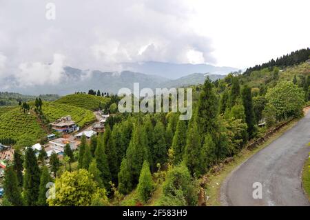 Organic Tea Garden si estende su un pendio nel quartiere di Darjeeling. Foto Stock