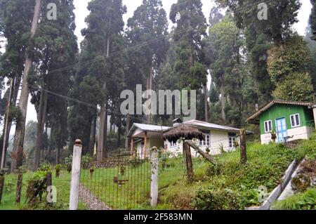 Casa in remota pineta, veicolo bianco su strada Foto Stock