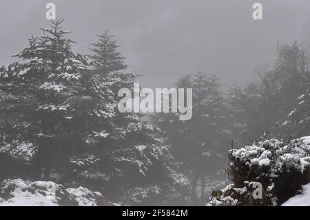 Pino carico di neve e nebbia argentea e denso nebbia Foto Stock