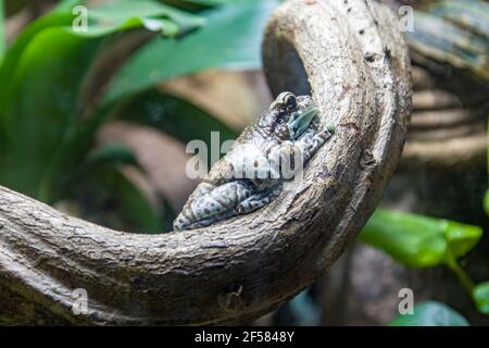 Amazon latte (rana Trachycephalus resinifictrix) è una grande specie di rana arborea nativo della foresta pluviale amazzonica in Sud America. Foto Stock