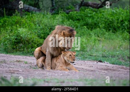 L'accoppiamento dei Lions (Panthera leo), Ndutu, Area di conservazione di Ngorongoro, Serengeti, Tanzania. Foto Stock