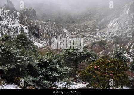 Bel pino verde e rhodendrun rosso fiorito coperto di neve Foto Stock