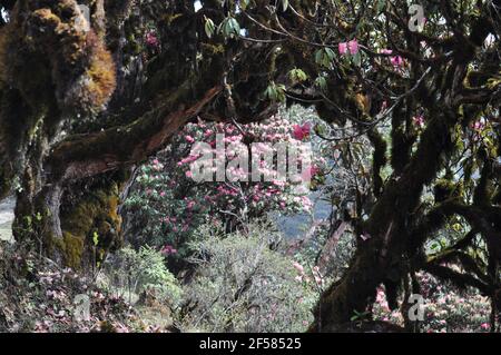 Rosso rhododendrun alberi grappolo, tronco di albero coperto di muschio e. algea Foto Stock