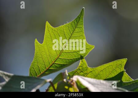 Vista closeup di foiio verde con foglie definite venature Foto Stock