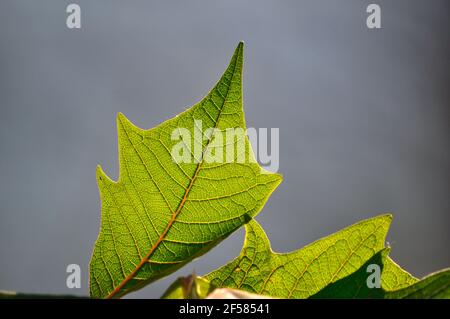 Vista closeup di foiio verde con foglie definite venature Foto Stock