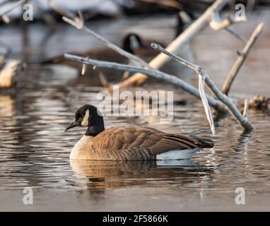 Canada oca galleggianti sullo stagno Foto Stock