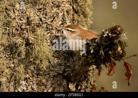 Bewick's Wren (Thryomanes bewickii), EE Wilson Wildlife Area, Oregon Foto Stock