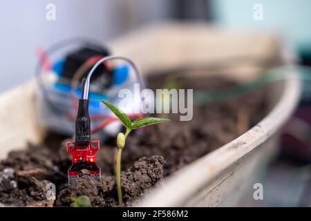 Albero del bambino della soia e sensore di umidità del suolo per determinare l'umidità del suolo. Tecnologia agricola. Foto Stock