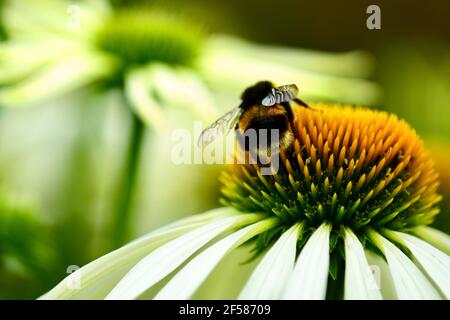 Primo piano di un'ape bumble (Bombus della famiglia degli Apidi) su fiori di echinacea (Coneflower, famiglia Daisy). Messa a fuoco selettiva, profondità di campo poco profonda. Foto Stock