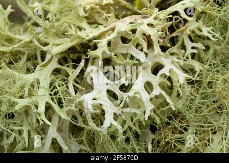 Lichen, EE Wilson Wildlife Area, Oregon Foto Stock