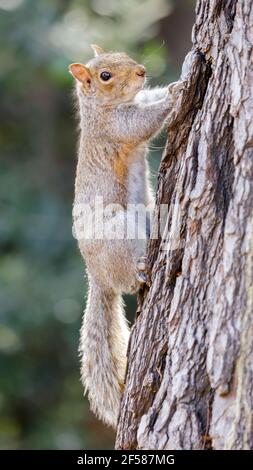 Scoiattolo grigio orientale che si aggira sull'albero Foto Stock