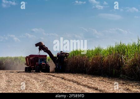 Raccolta meccanizzata di canna da zucchero nella fattoria di un'industria di etanolo combustibile nello stato di San Paolo, Brasile Foto Stock