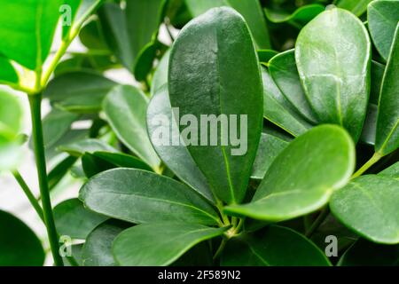 Foglie verdi fresche, perfette per uno sfondo naturale e floreale Foto Stock
