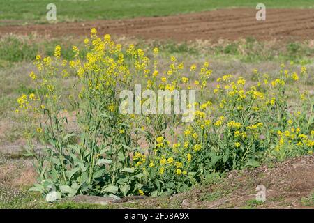 Fiore di canola in piena fioritura, Città di Isehara, Prefettura di Kanagawa, Giappone Foto Stock