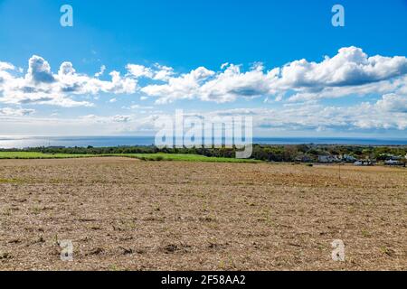 campo di canna da zucchero raccolto Foto Stock