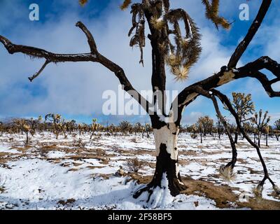 Tempesta di neve primaverile sugli alberi di Joshua bruciati della cima Dome, Mojave National Preserve, California, USA Foto Stock