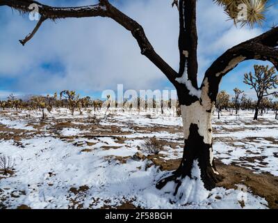 Tempesta di neve primaverile sugli alberi di Joshua bruciati della cima Dome, Mojave National Preserve, California, USA Foto Stock