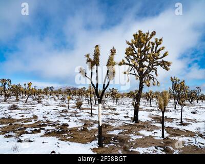 Tempesta di neve primaverile sugli alberi di Joshua bruciati della cima Dome, Mojave National Preserve, California, USA Foto Stock