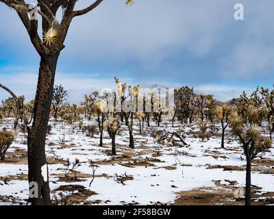 Tempesta di neve primaverile sugli alberi di Joshua bruciati della cima Dome, Mojave National Preserve, California, USA Foto Stock