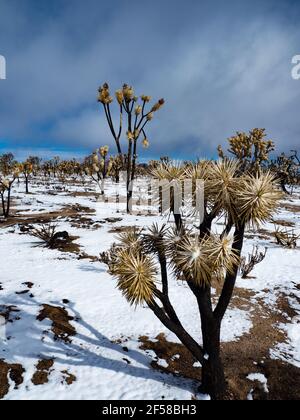 Tempesta di neve primaverile sugli alberi di Joshua bruciati della cima Dome, Mojave National Preserve, California, USA Foto Stock