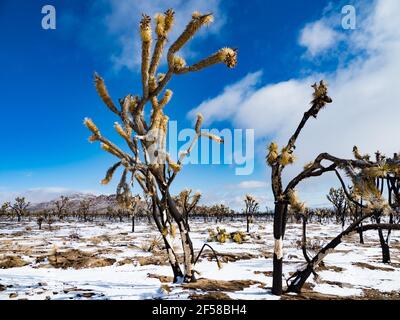 Tempesta di neve primaverile sugli alberi di Joshua bruciati della cima Dome, Mojave National Preserve, California, USA Foto Stock