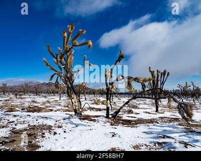 Tempesta di neve primaverile sugli alberi di Joshua bruciati della cima Dome, Mojave National Preserve, California, USA Foto Stock