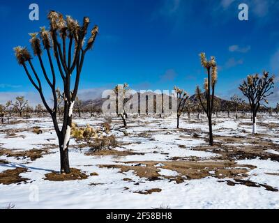 Tempesta di neve primaverile sugli alberi di Joshua bruciati della cima Dome, Mojave National Preserve, California, USA Foto Stock