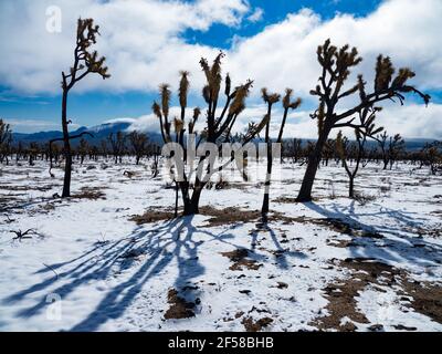 Tempesta di neve primaverile sugli alberi di Joshua bruciati della cima Dome, Mojave National Preserve, California, USA Foto Stock