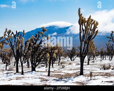 Tempesta di neve primaverile sugli alberi di Joshua bruciati della cima Dome, Mojave National Preserve, California, USA Foto Stock