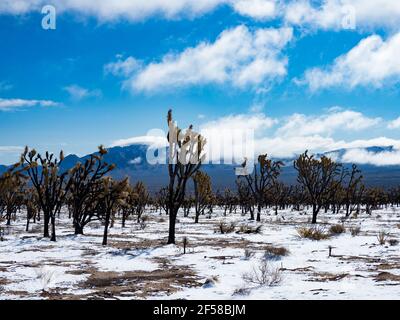 Tempesta di neve primaverile sugli alberi di Joshua bruciati della cima Dome, Mojave National Preserve, California, USA Foto Stock