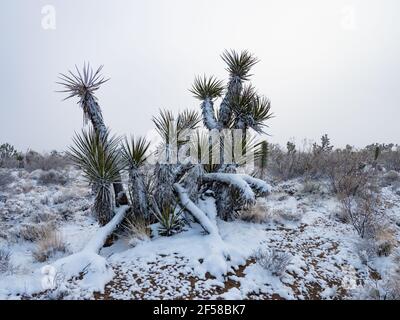 Tempesta di neve primaverile sugli alberi di Joshua della cima Dome, Mojave National Preserve, California, USA Foto Stock