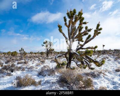 Tempesta di neve primaverile sugli alberi di Joshua della cima Dome, Mojave National Preserve, California, USA Foto Stock