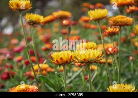 Fiore di paglia a fuoco morbido in giardino. Xerochrysum bracteatum fiori in fiore. Foto Stock