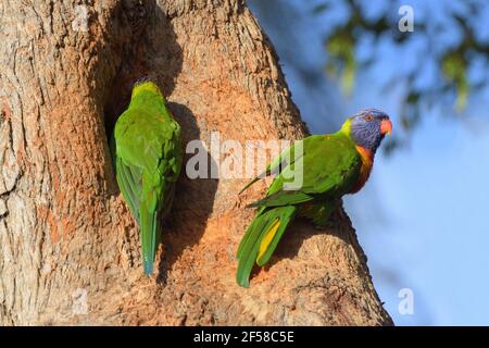 Un paio di corikeet arcobaleno (Trichoglossus moluccanus) in un nido cavo nel NSW, Australia Foto Stock