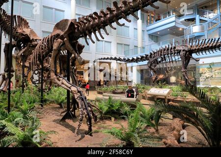 Gli scheletri di dinosauri sono esposti nel Museo Carnegie di Storia Naturale. Pittsburgh.Pennsylvania.USA Foto Stock