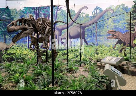 Scheletro di dinosauri mostra nel Carnegie Museum of Natural History. Pittsburgh.Pennsylvania.USA Foto Stock