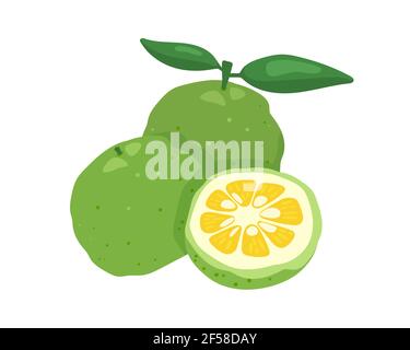 Verde yuzu giapponese citron frutta illustrazione vettore isolato su sfondo bianco. Frutta fresca piena e mezzo di agrumi yuzu con composizione di foglie verdi Illustrazione Vettoriale