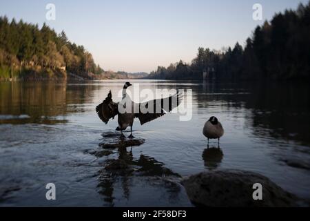 Un'oche canadese selvaggia (Branta canadensis) che batte le ali nel fiume Willamette al tramonto. Foto Stock