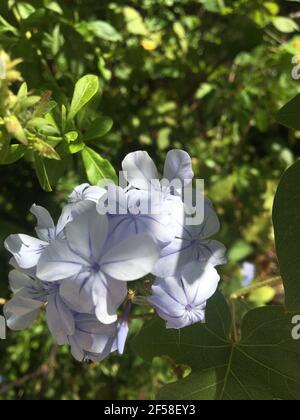 Fiori plumbago azzurro pallido che fioriscono in un giardino soleggiato Foto Stock