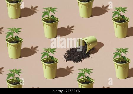 Piantagione di marijuana, giovani cespugli di canapa in vasi con ombre dal sole. Modello trendy, concetto di coltivazione di Cannabis minimo Foto Stock