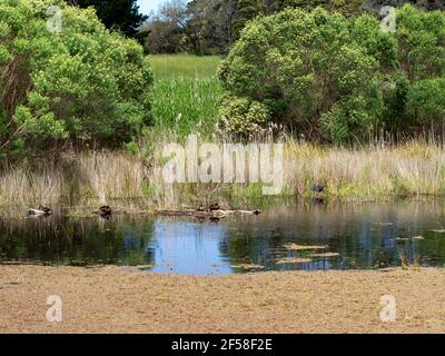 Zone umide piene dopo la pioggia con anatre, e una gallina d'acqua. La Penisola di Mornington, Victoria, Australia Foto Stock